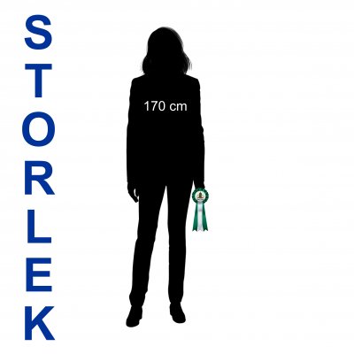 Rosett LUNA 9,5x25 cm. Från 33:-