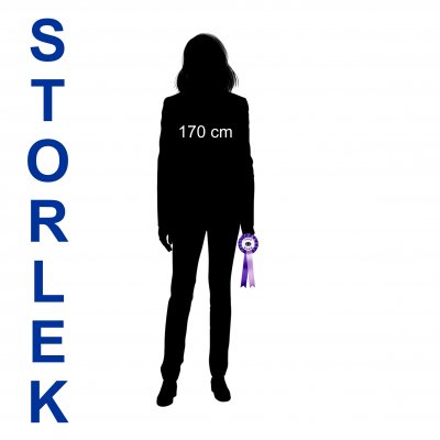 Rosett STELLA 9x25 cm. Från 30:-